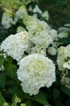 Pluimhortensia (Hydrangea Paniculata 'Sundae Fraise') -Directplant Winkel hydrangea sundae fraise 03 1