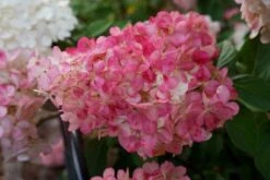 Pluimhortensia (Hydrangea Paniculata 'Sundae Fraise') -Directplant Winkel hydrangea sundae fraise 03 middel