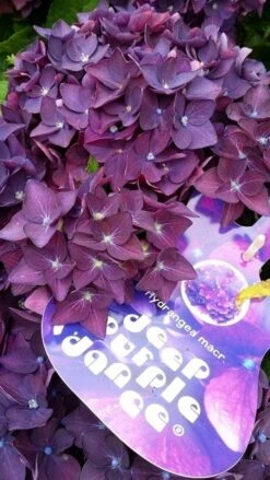 Hortensia Deep Purple Dance (Hydrangea 'Music Collection') -Directplant Winkel hydrangeadeeppurpledance01