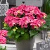 Hortensia Rood (Hydrangea 'Forever&Ever') 1 Hortensia Rood (Hydrangea 'Forever&Ever') -Directplant Winkel hydrangeaforeverandeverroodv01