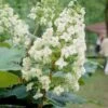 Eikenbladhortensia (Hydrangea Quercifolia) -Directplant Winkel hydrangeaquercifoliabloeiv01 1