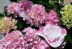 Hortensia Soft Pink Salsa (Hydrangea 'Music Collection') -Directplant Winkel hydrangeasoftpinksalsa01 1