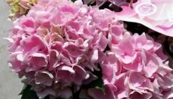 Hortensia Soft Pink Salsa (Hydrangea 'Music Collection') -Directplant Winkel hydrangeasoftpinksalsa02 2