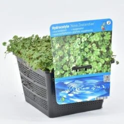 Waternavel (Hydrocotyle Novae-zealandiae) -Directplant Winkel hydrocotyle nova zealandiae 18x18 20180403224236