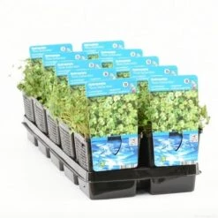 Waternavel (Hydrocotyle Novae-zealandiae) -Directplant Winkel hydrocotyle novae zelandiae t