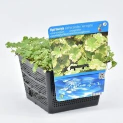 Bonte Waternavel (Hydrocotyle Sib. 'Variegata') -Directplant Winkel hydrocotyle sib. var. 18x18 20180403224359