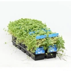 Bonte Waternavel (Hydrocotyle Sib. 'Variegata') -Directplant Winkel hydrocotyle sib. var. 20180424214355