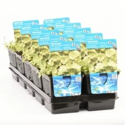 Bonte Waternavel (Hydrocotyle Sib. 'Variegata') -Directplant Winkel hydrocotyle sib. var. t