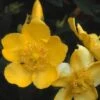 Hertshooi (Hypericum 'Hidcote') -Directplant Winkel hyhidcot 5