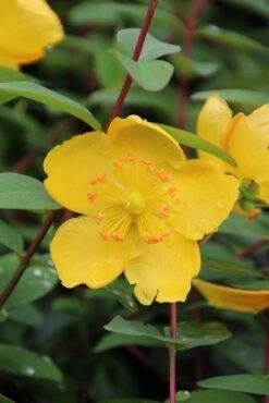 Hertshooi (Hypericum 'Hidcote') -Directplant Winkel hypericum hidcote
