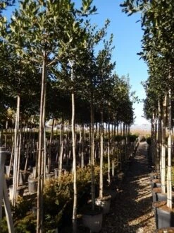 Hulst Als Boom (Ilex 'Nellie R. Stevens') -Directplant Winkel ilex a. nellie r. stevens 8 10 1