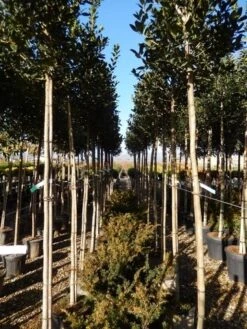 Hulst Als Boom (Ilex 'Nellie R. Stevens') -Directplant Winkel ilex a. nellie r. stevens 8 10 2 1
