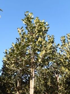 Hulst Als Boom (Ilex 'Nellie R. Stevens') -Directplant Winkel ilex a. nellie r. stevens 8 10 3