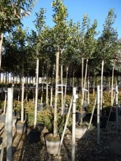 Hulst Als Boom (Ilex 'Nellie R. Stevens') -Directplant Winkel ilex a. nellie r. stevens 8 10 4