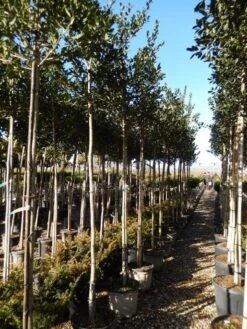 Hulst Als Boom (Ilex 'Nellie R. Stevens') -Directplant Winkel ilex a. nellie r. stevens 8 10 5
