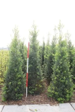 Hulst (Ilex Aquifolium 'Alaska') -Directplant Winkel ilex a alaska 200 225