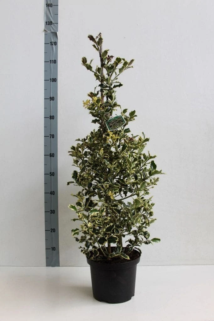 Hulst (Ilex Aquifolium 'Argentea Marginata') 7 Hulst (Ilex Aquifolium 'Argentea Marginata') - Afbeelding 5