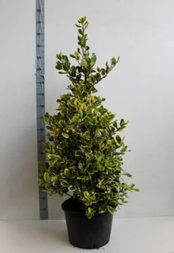 Hulst (Ilex Altaclerensis 'Golden King') 9 Hulst (Ilex Altaclerensis 'Golden King') -Directplant Winkel ilex a golden king 100 125 cm co. 25 kopie kopie 1 1