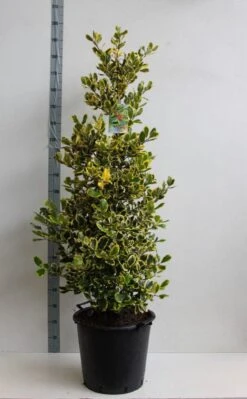 Hulst (Ilex Altaclerensis 'Golden King') -Directplant Winkel ilex a golden king 125 150 cm 30l kopie kopie 1 2
