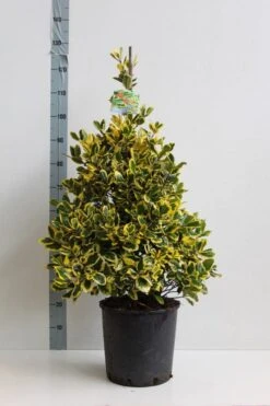 Hulst (Ilex Altaclerensis 'Golden King') -Directplant Winkel ilex a golden king 80 100 cm co. 18l kopie kopie 1 2