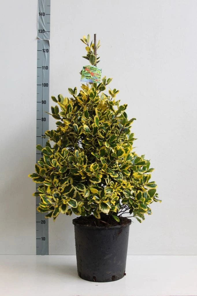 Hulst (Ilex Altaclerensis 'Golden King') - Afbeelding 2