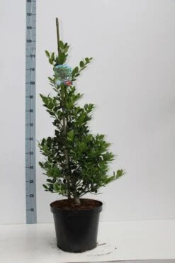 Hulst (Ilex Aquifolium J.C. Van Tol) -Directplant Winkel ilex aq jc van tol 60 80 c7.5l v kopie 2 kopie
