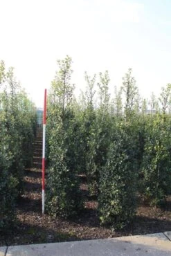 Hulst (Ilex Aquifolium 'Alaska') -Directplant Winkel ilex aquif. alaska 175 200 h
