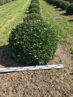 Hulst Als Bolvorm (Ilex Aquifolium) -Directplant Winkel ilex aquifolium 80 cm breed bol drkl 1