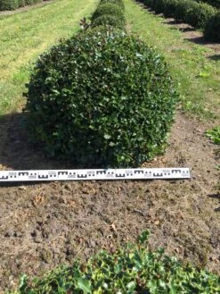 Hulst Als Bolvorm (Ilex Aquifolium) -Directplant Winkel ilex aquifolium 90 cm breed bol drkl 1