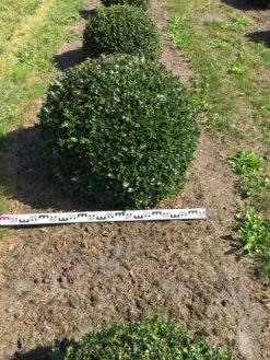 Hulst Als Bolvorm (Ilex Aquifolium) -Directplant Winkel ilex aquifolium 90 cm breed bol drkl 3