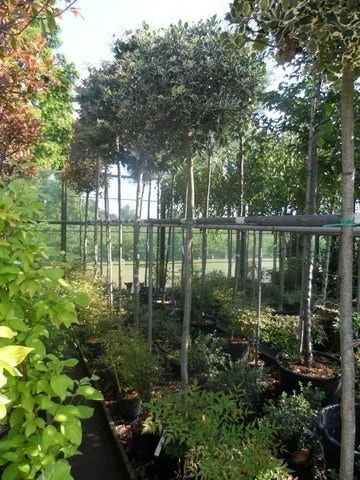 Hulst (Ilex Aquifolium 'Argentea Marginata') 9 Hulst (Ilex Aquifolium 'Argentea Marginata') - Afbeelding 7