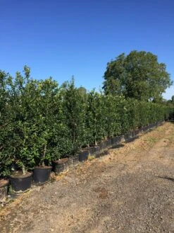 Grote Hulst (Ilex Aquifolium) 6 Grote Hulst (Ilex Aquifolium) -Directplant Winkel ilex aquifolium h180200cm 2