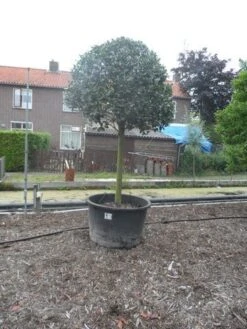 Hulst Op Stam (Ilex Aquifolium) -Directplant Winkel ilex aquifolium halfstam 30 35 1