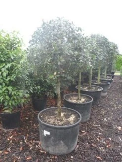 Hulst Op Stam (Ilex Aquifolium) -Directplant Winkel ilex aquifolium halfstam c130 150