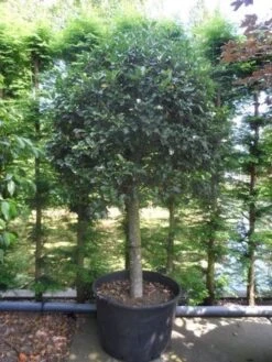 Hulst Op Stam (Ilex Aquifolium) -Directplant Winkel ilex aquifolium halfstam c200 extra