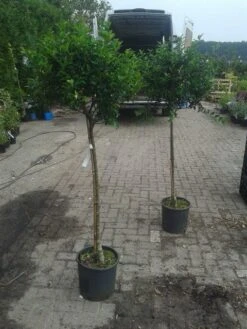 Hulst Op Stam (Ilex Aquifolium) -Directplant Winkel ilex aquifolium op stam 2