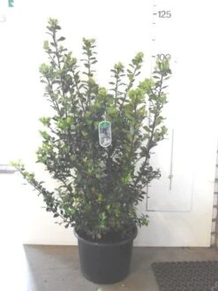 Blauwe Hulst (Ilex Meserveae 'Blue Prince') -Directplant Winkel ilex blue prince c20