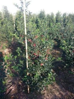 Blauwe Hulst (Ilex Meserveae 'Blue Princess') -Directplant Winkel ilex blue princess 125 150 cm drkl 1