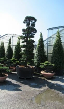 Japanse Hulst Als Bonsai (Ilex Crenata) -Directplant Winkel ilex bonsai 3