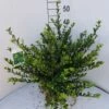 Japanse Hulst (Ilex Crenata 'Glory Gem') -Directplant Winkel ilex cren glory gem