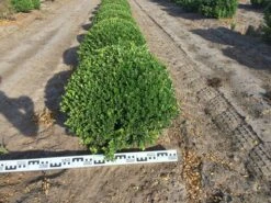 Japanse Hulst Als Bolvorm (Ilex Crenata) -Directplant Winkel ilex crenata 60 cm breed bol drkl 2