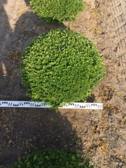 Japanse Hulst Als Bolvorm (Ilex Crenata) -Directplant Winkel ilex crenata 70 cm breed bol drkl 1 2