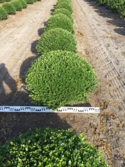 Japanse Hulst Als Bolvorm (Ilex Crenata) -Directplant Winkel ilex crenata 70 cm breed bol drkl 2 2