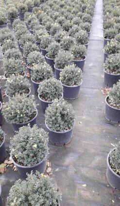 Japanse Hulst (Ilex Crenata 'Kinme') -Directplant Winkel ilex crenata ball d25 10lt 1 1