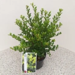 Japanse Hulst (Ilex Crenata 'Caroline Upright') -Directplant Winkel ilex crenata caroline upright 3