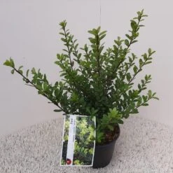 Japanse Hulst (Ilex Crenata 'Caroline Upright') -Directplant Winkel ilex crenata caroline upright 1 1