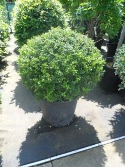 Japanse Hulst In Bolvorm (Ilex Crenata 'Convexa') -Directplant Winkel ilex crenata convexa bol 80 100