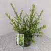 Japanse Hulst (Ilex Crenata 'Green Hedge') -Directplant Winkel ilex crenata green hedge