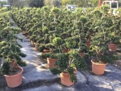 Japanse Hulst Als Bonsai (Ilex Crenata 'Kinme') -Directplant Winkel ilex crenata kimne bonsai