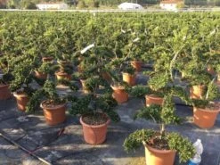 Japanse Hulst Als Bonsai (Ilex Crenata 'Kinme') -Directplant Winkel ilex crenata kimne bonsai 2